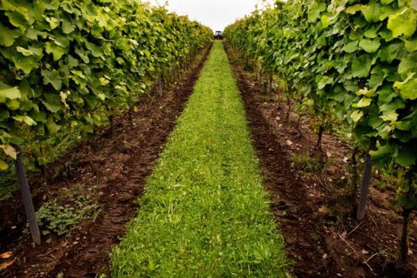 Swedish Wine on the Rise: Triumphs at European Competition