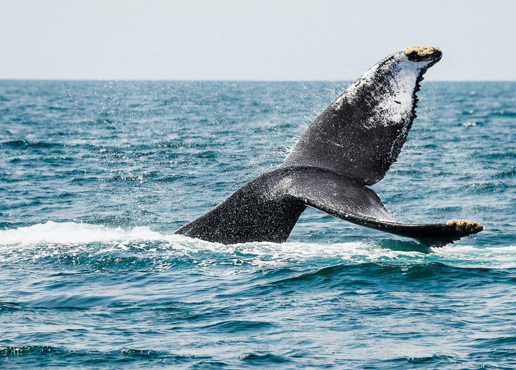 Descubre La Belleza De Nayarit Con Ballenas 2025